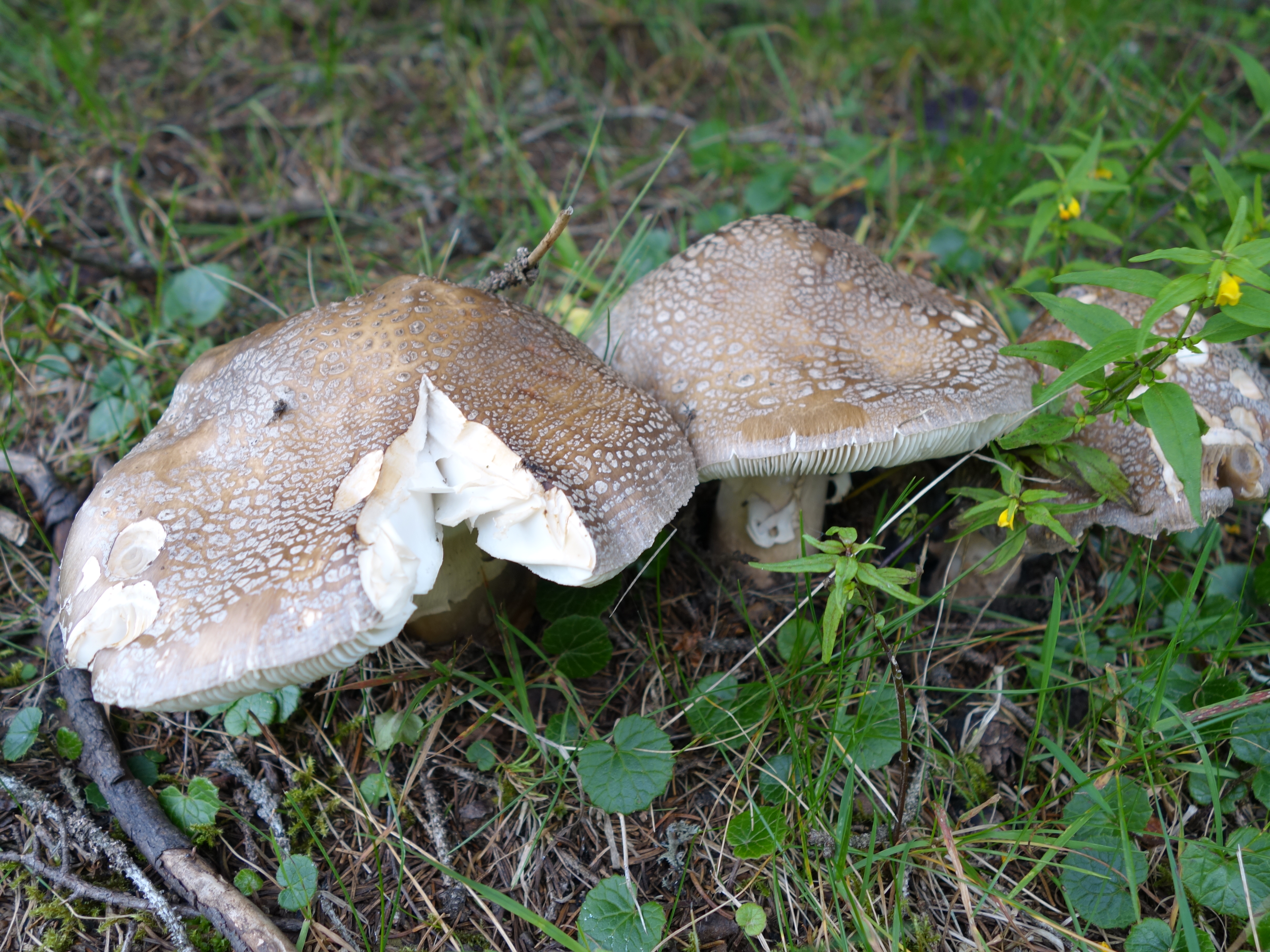 Amanita excelsa