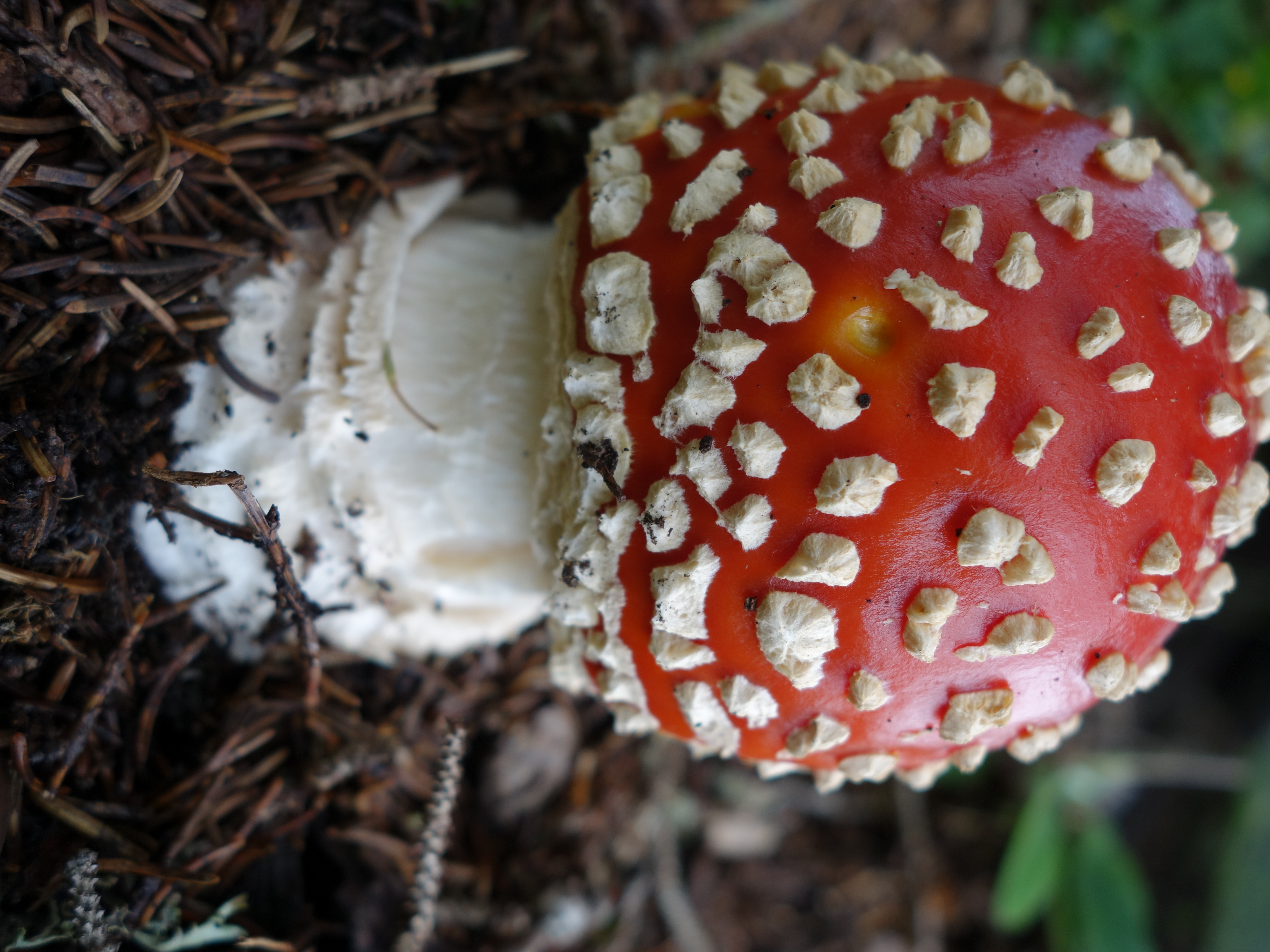 Amanita muscaria