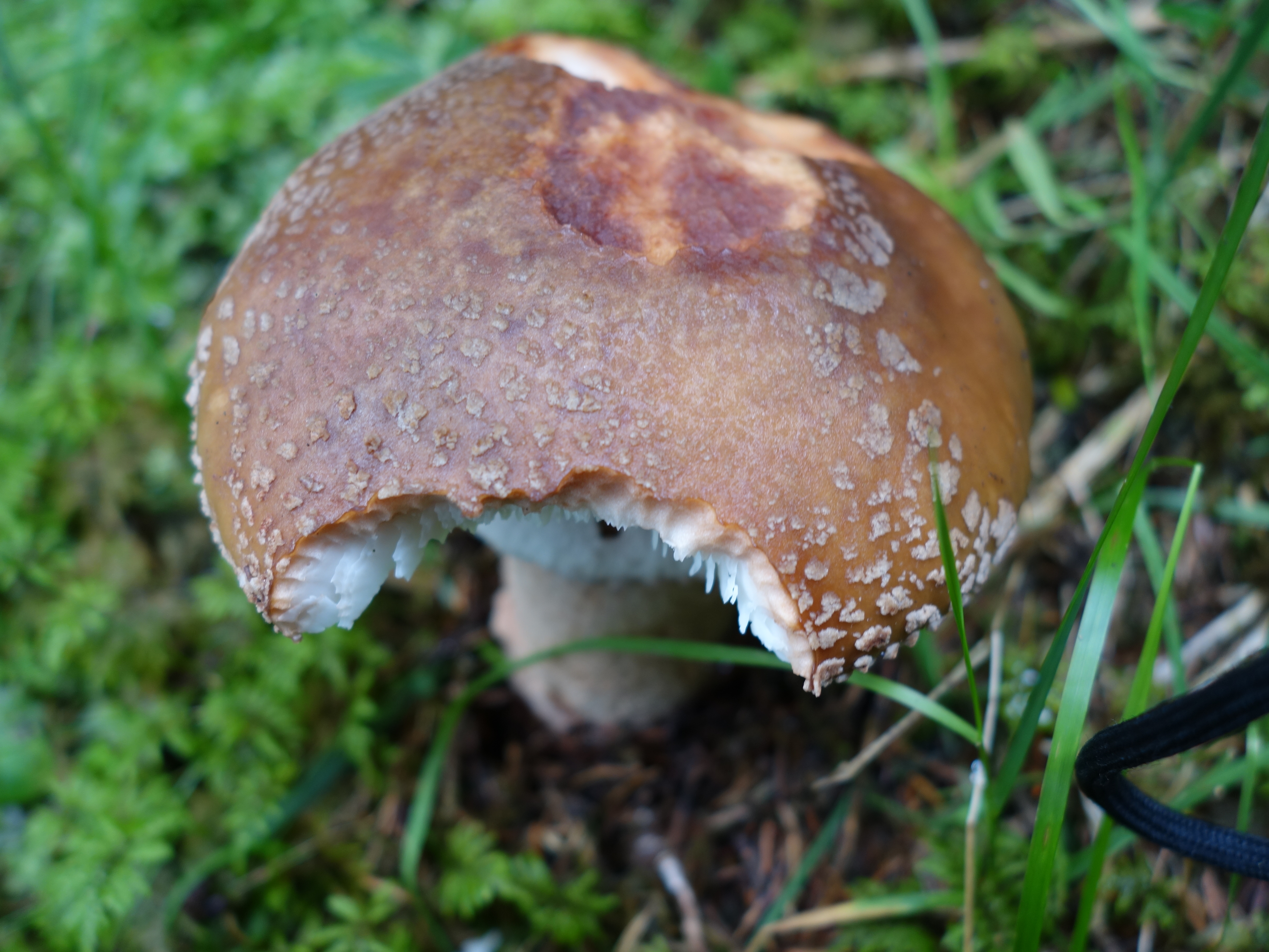 Amanita rubescens