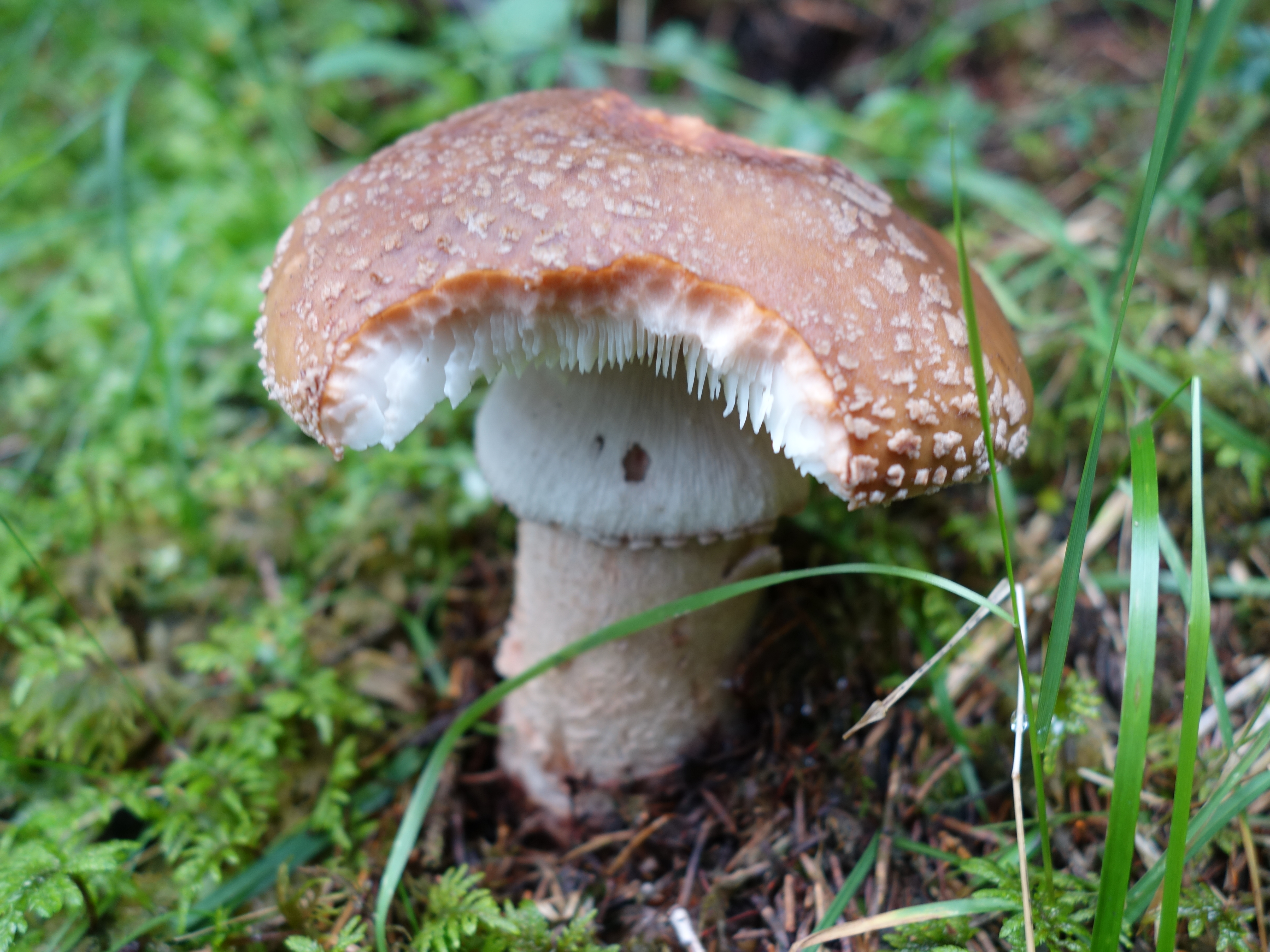 Amanita rubescens