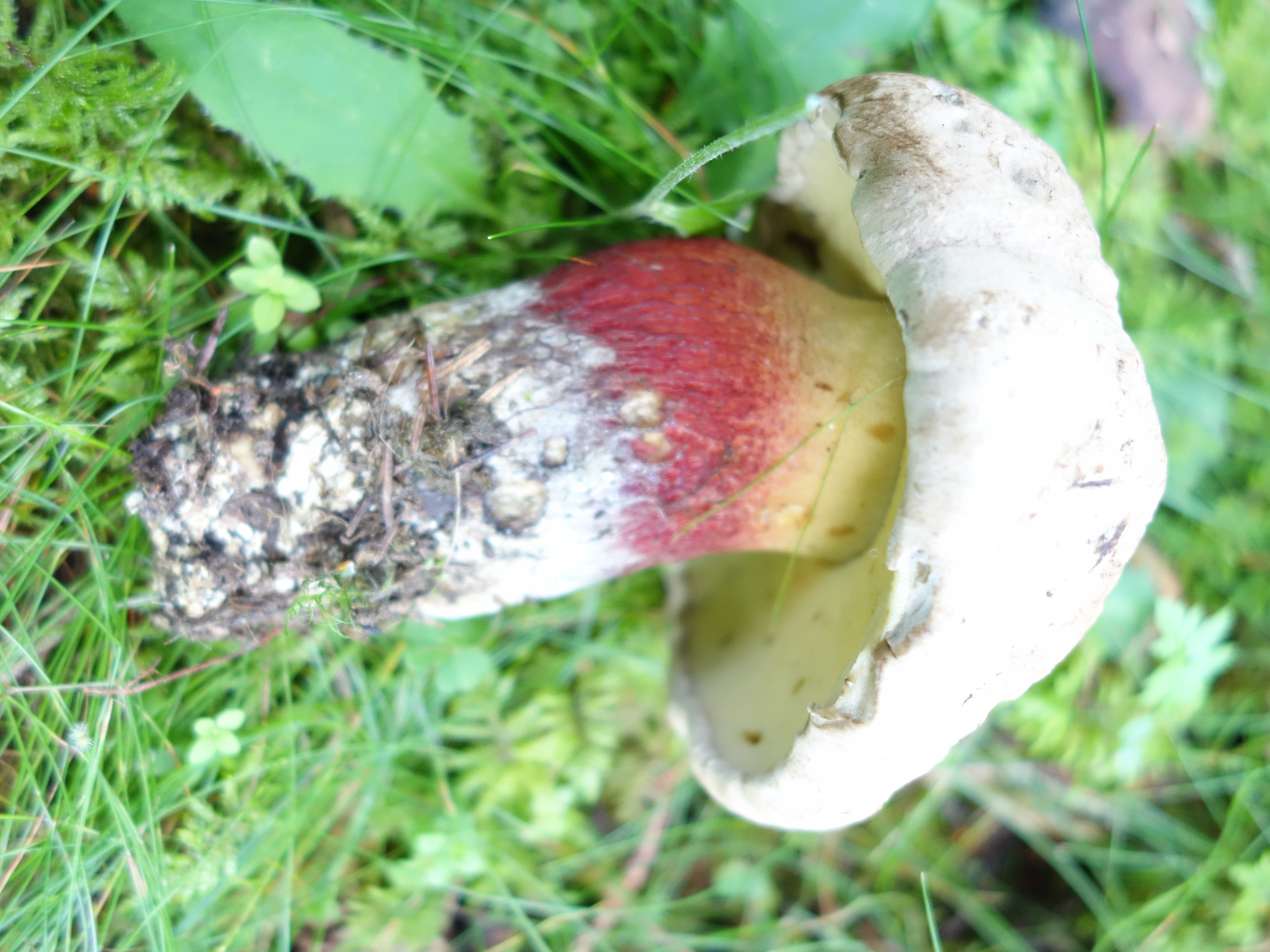 boletus calopus