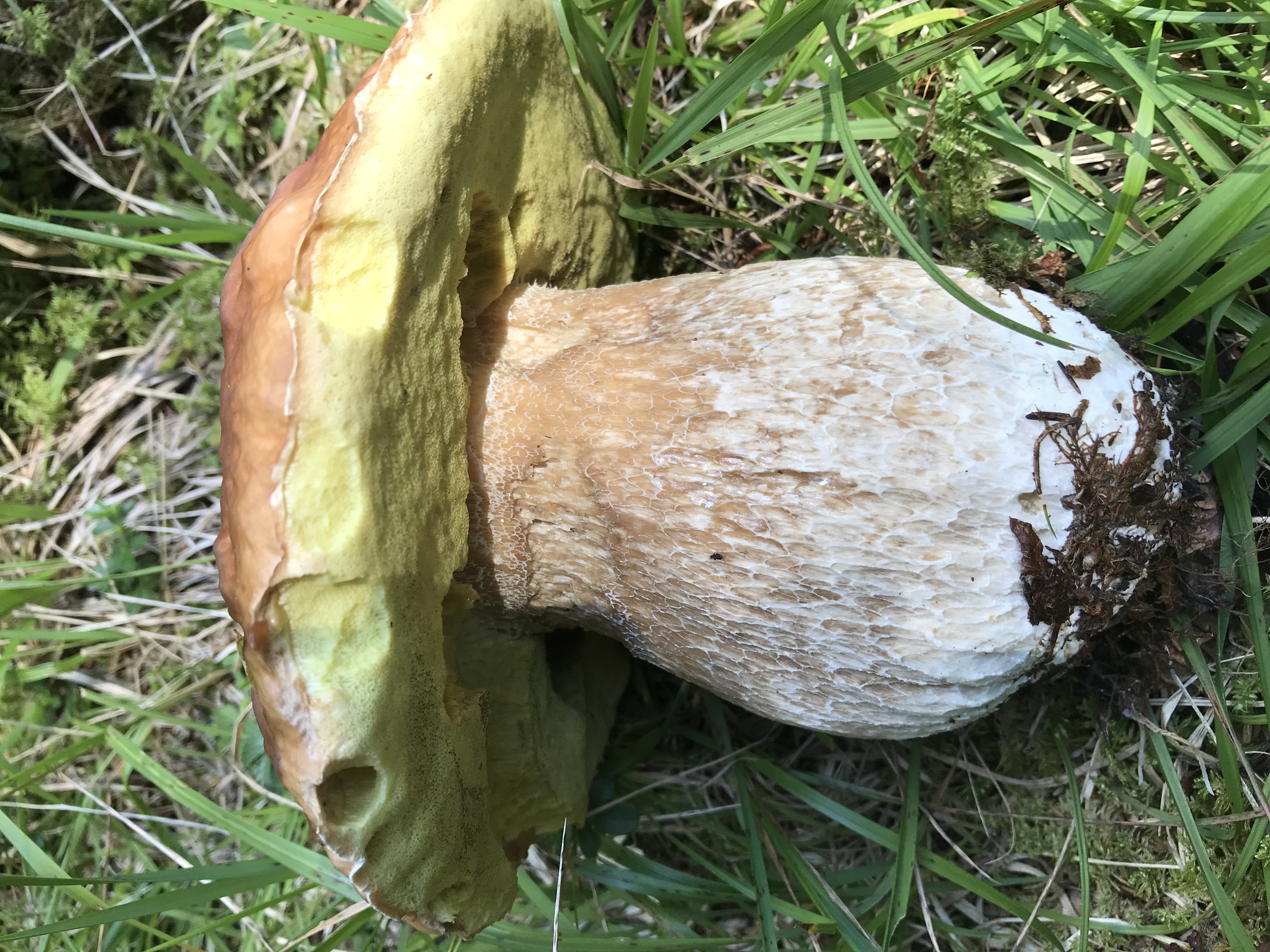 boletus edulis
