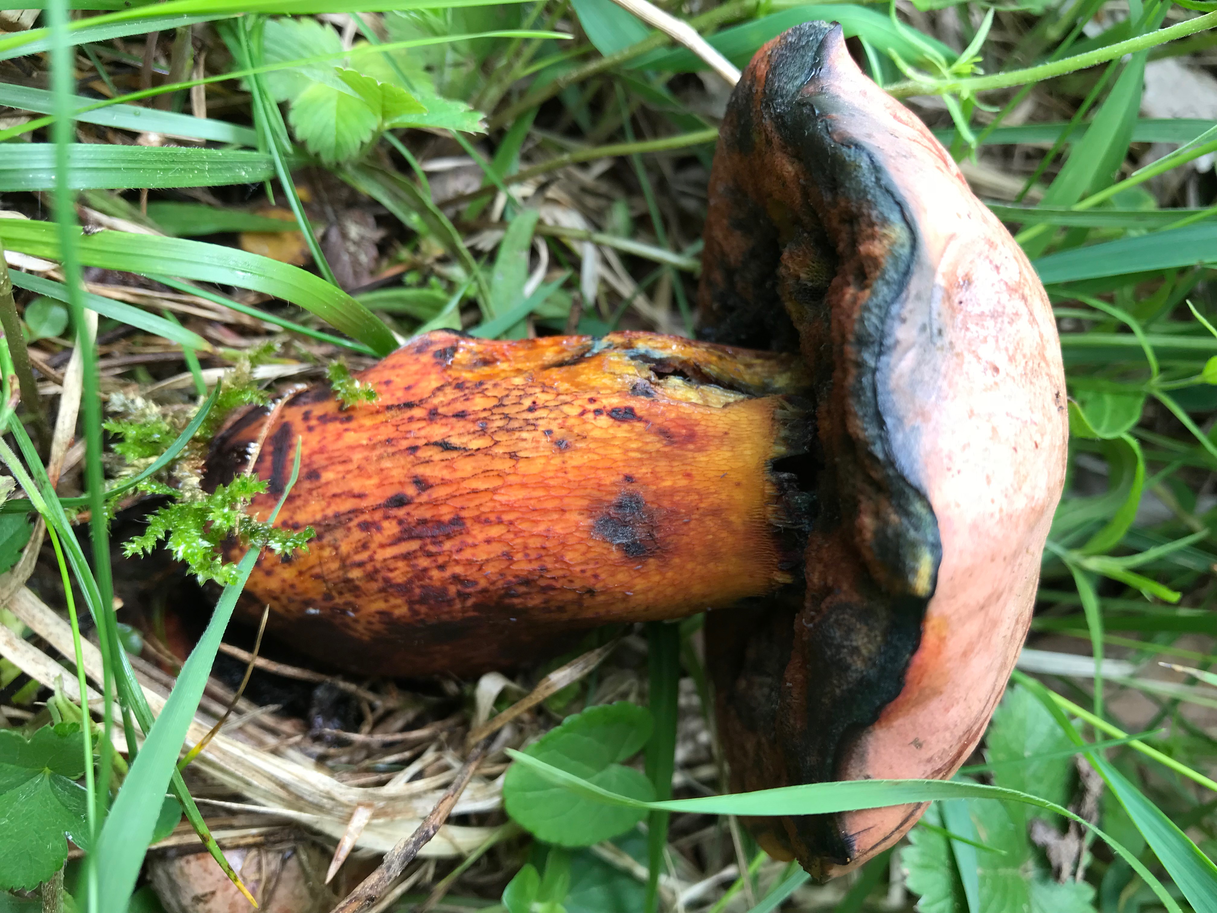 boletus luridus