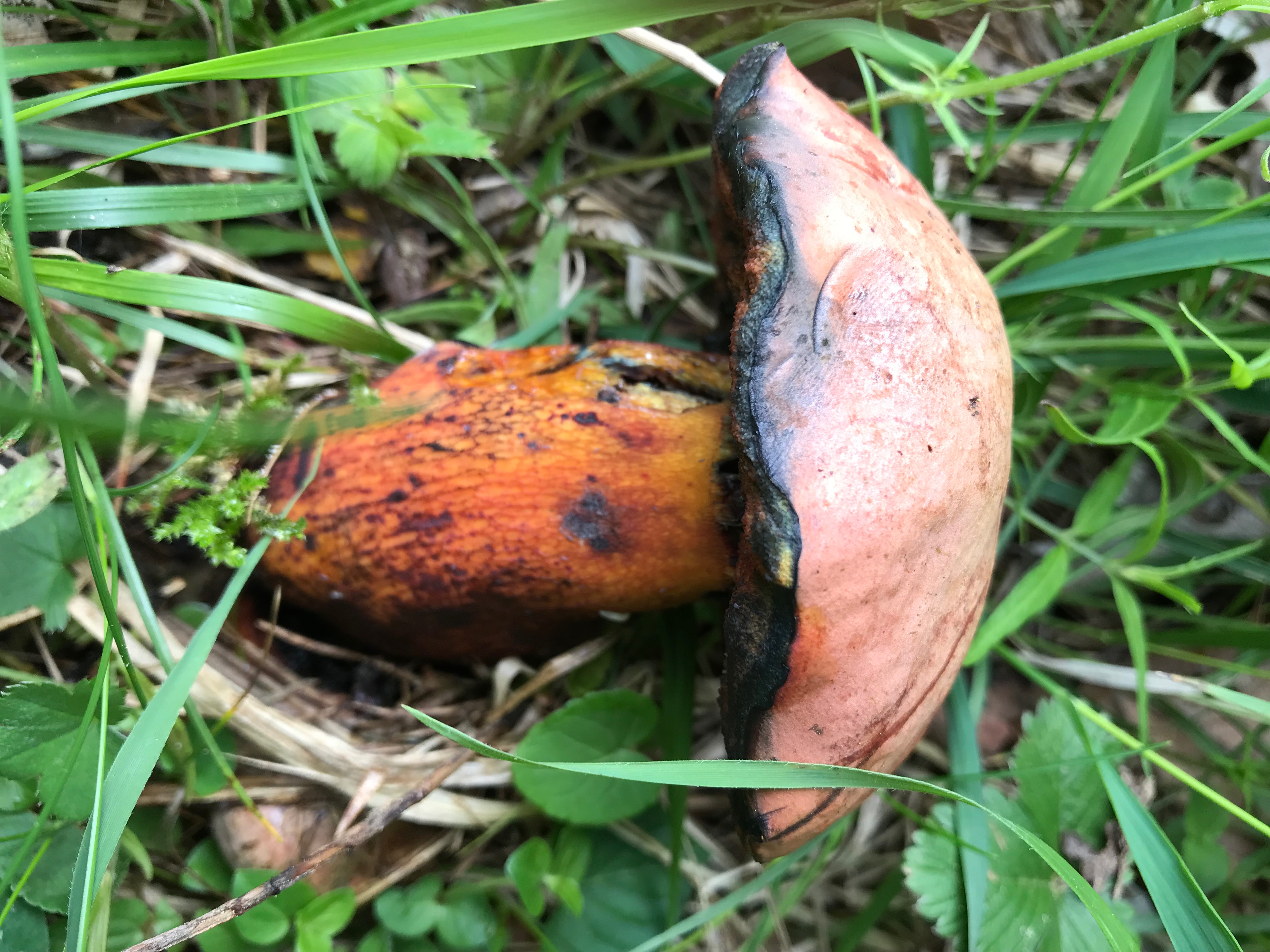 boletus luridus