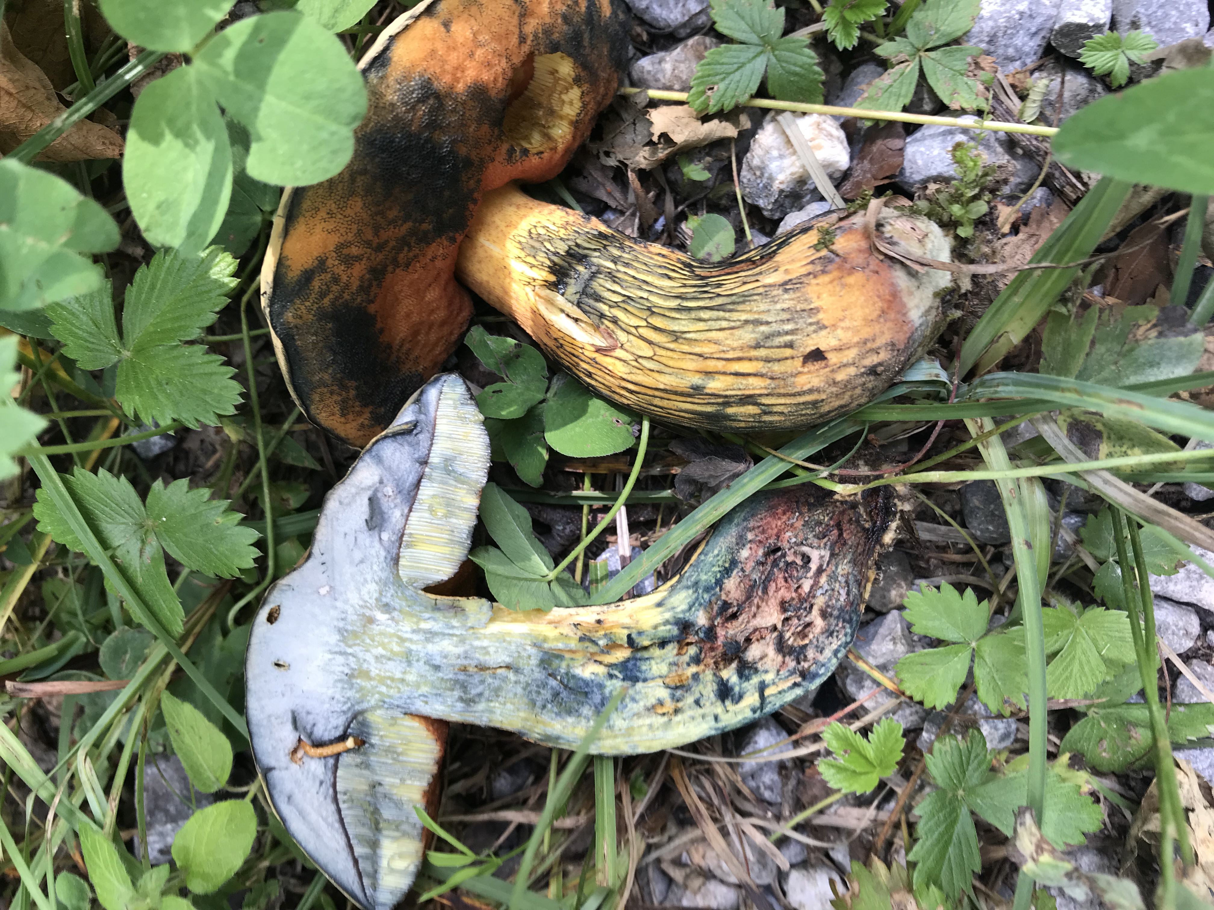 boletus luridus