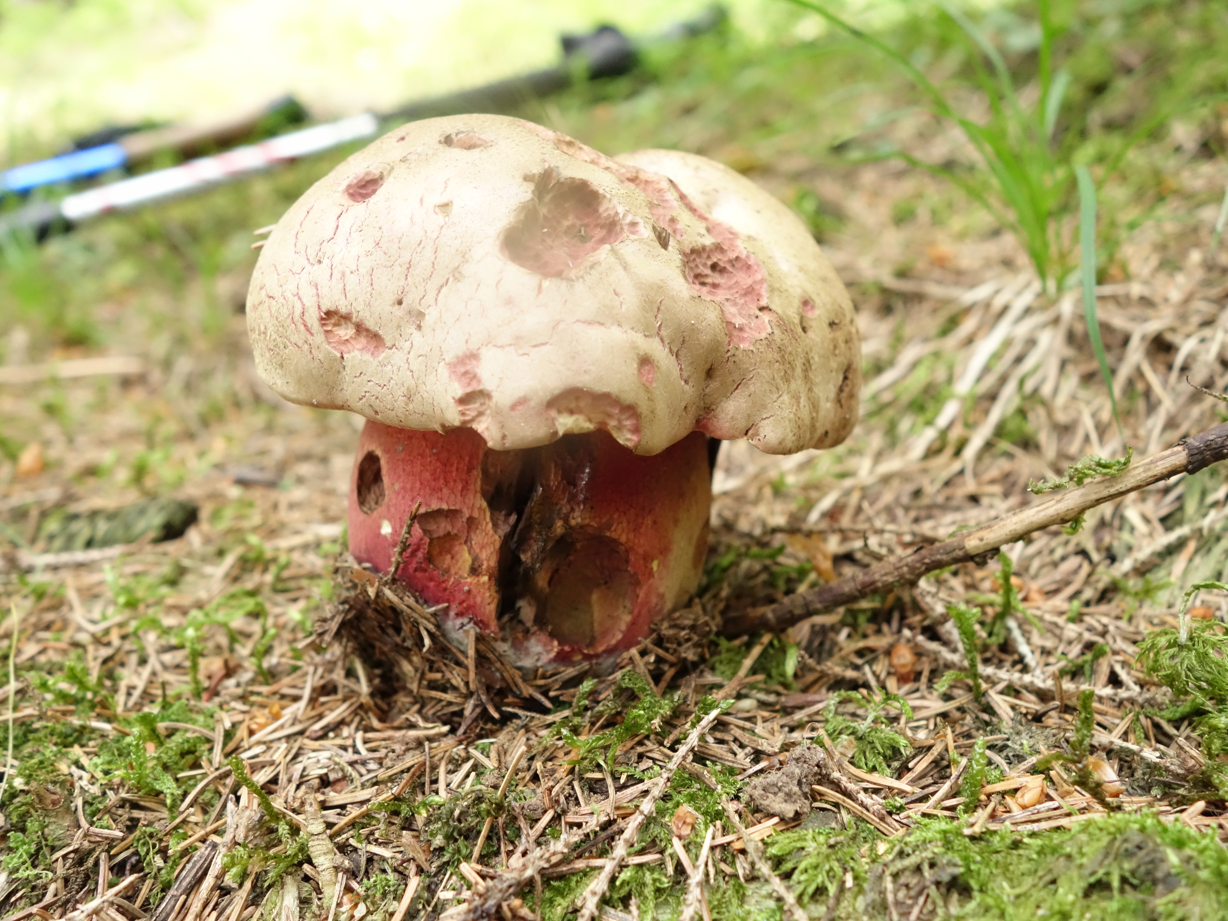boletus rubrosanguineus