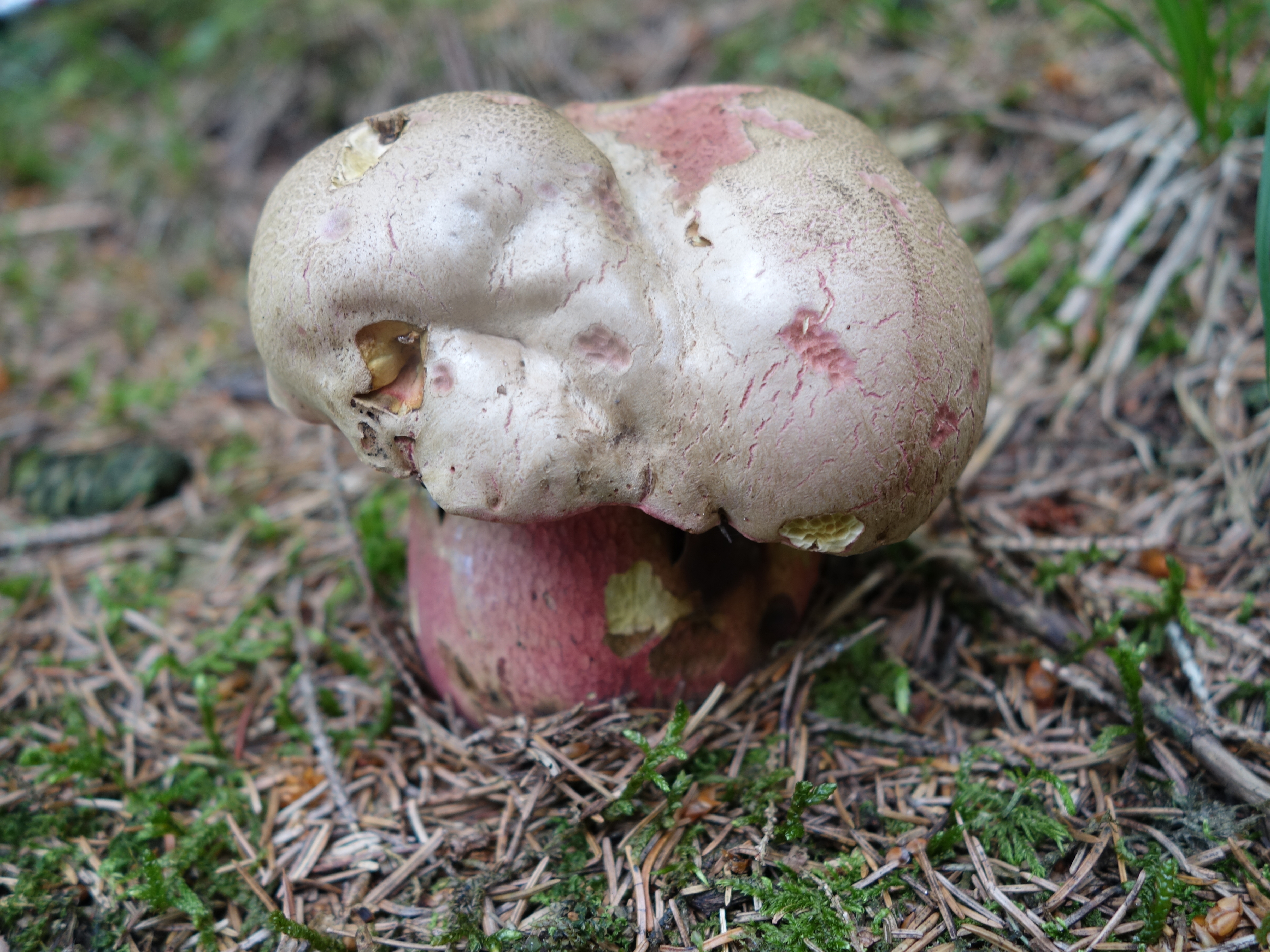 boletus rubrosanguineus