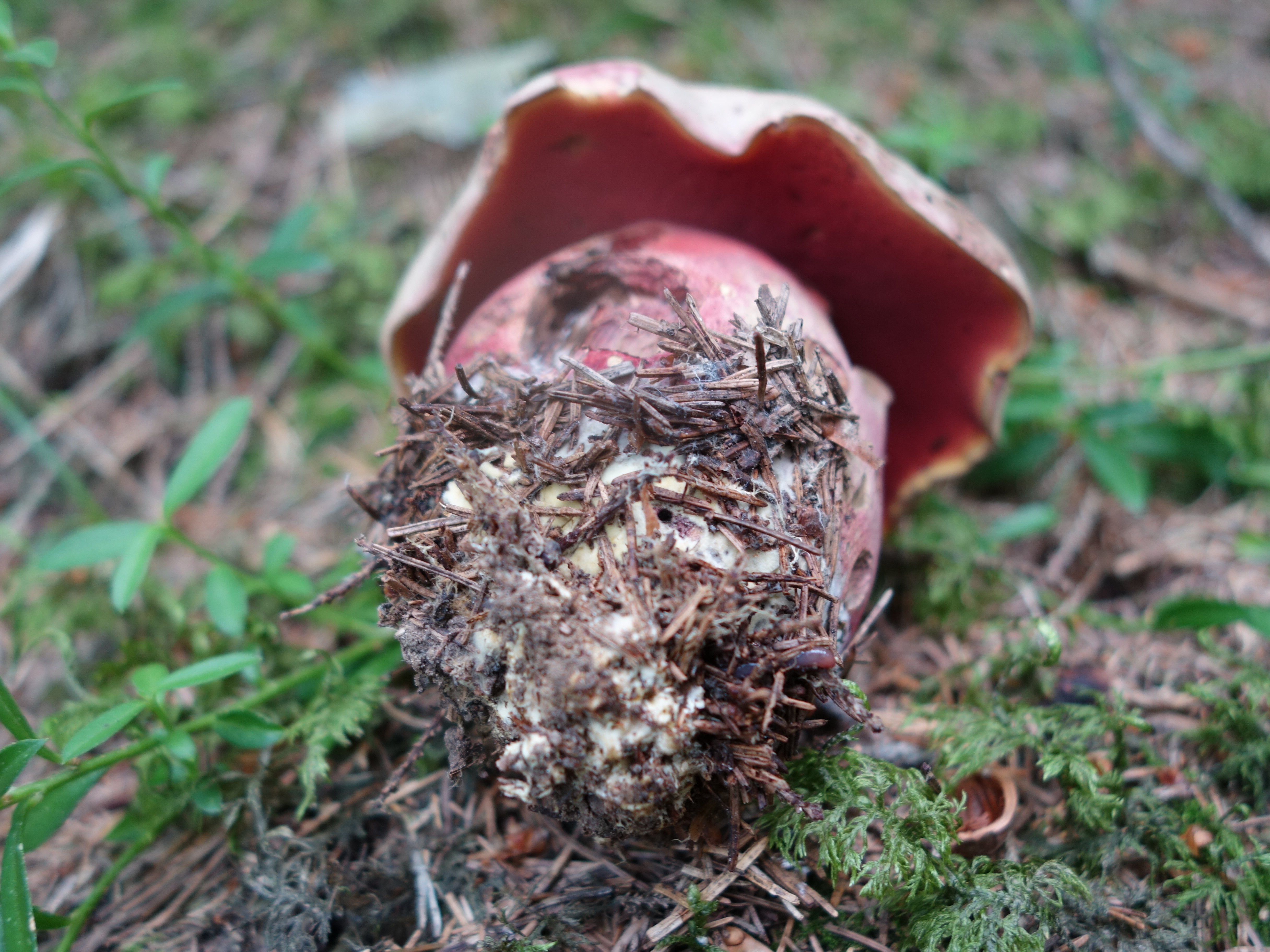 boletus rubrosanguineus