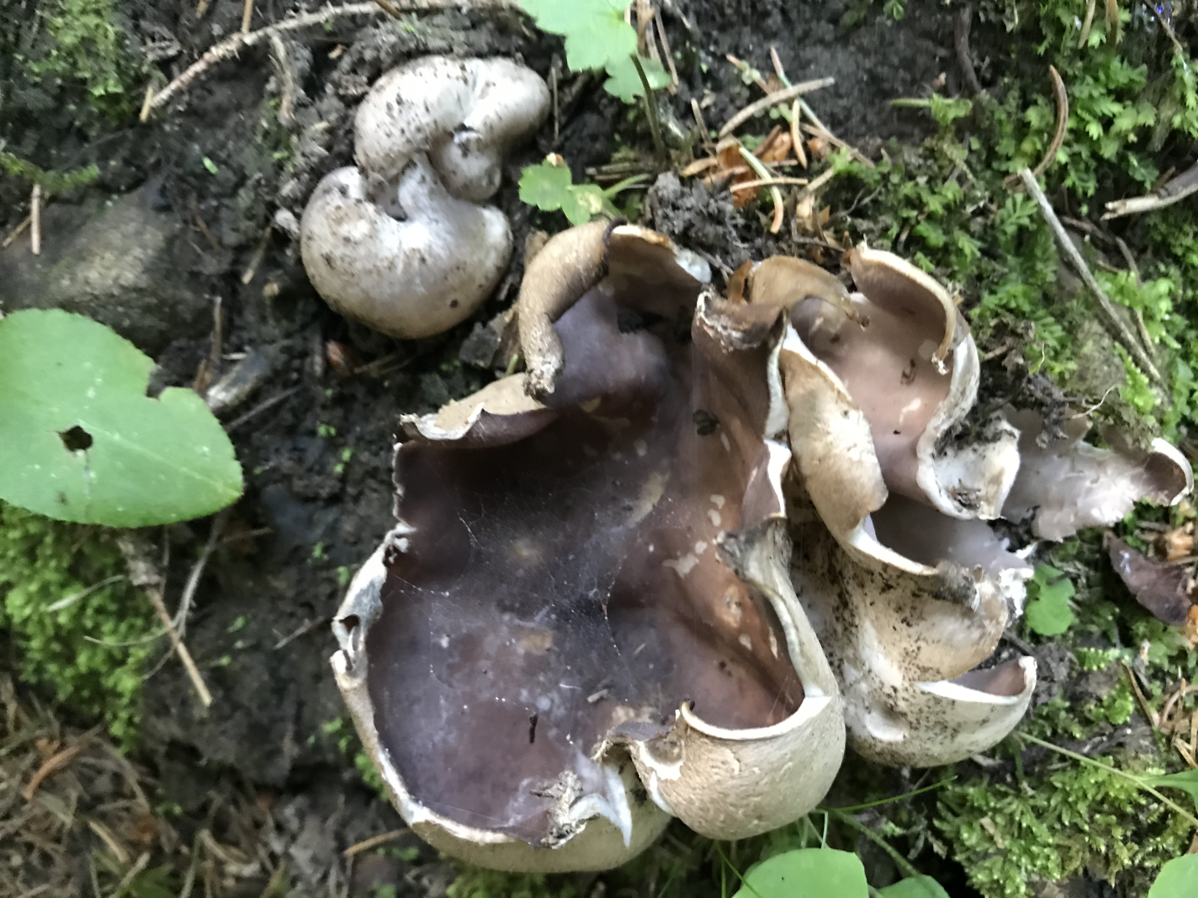 sarcosphaera coronaria