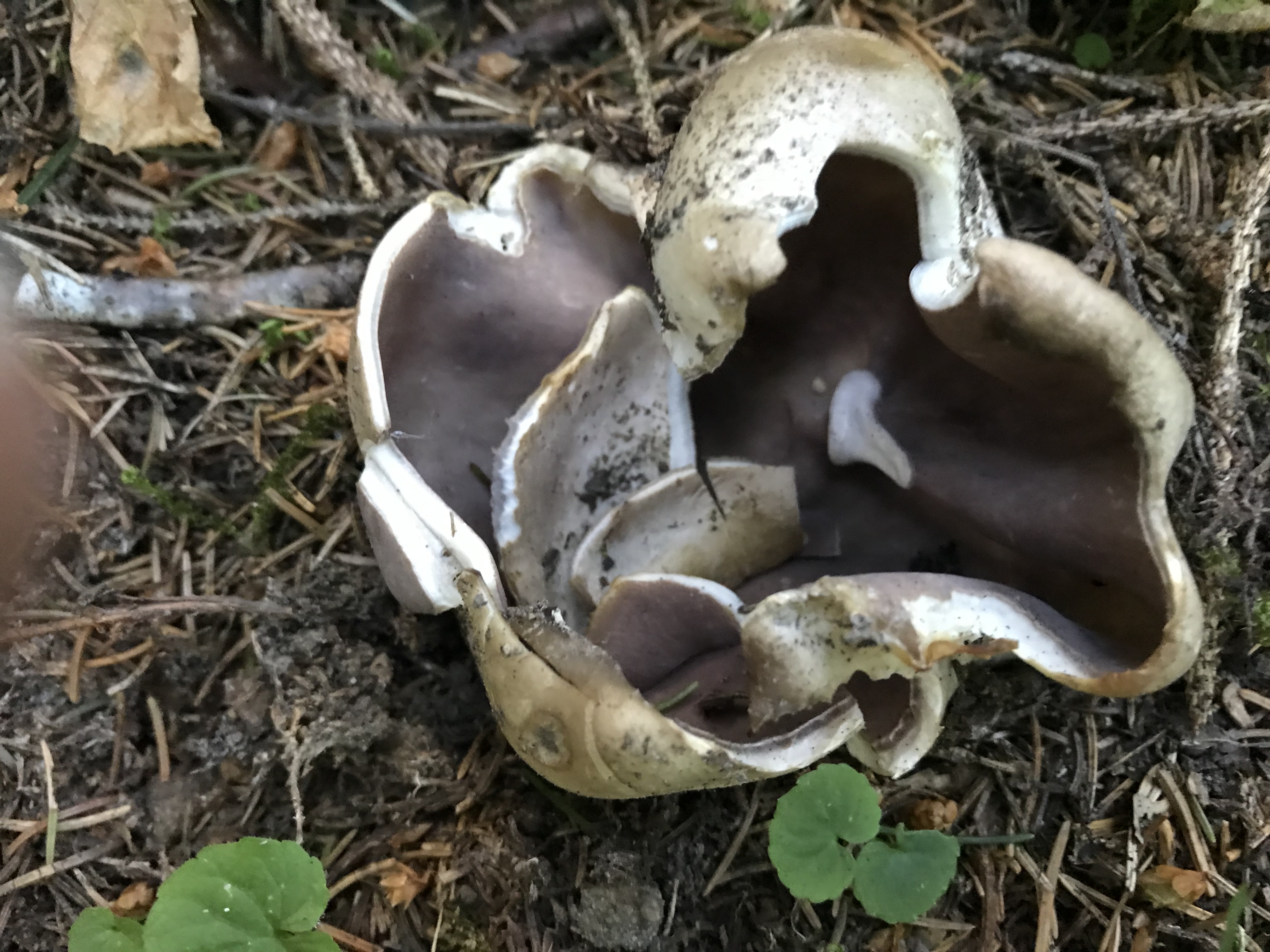 sarcosphaera coronaria